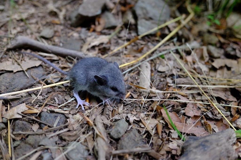 Mouse in the trail